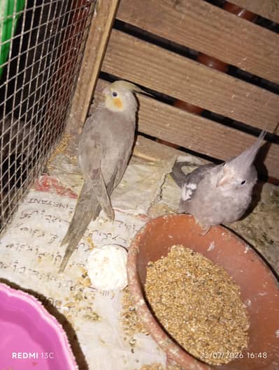 Cocktail Or Budgies 1 male Or Cages For Sale