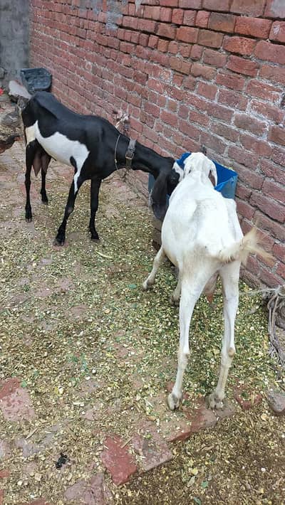 4 Rajanpori Goats (2 Female with 2 babies)