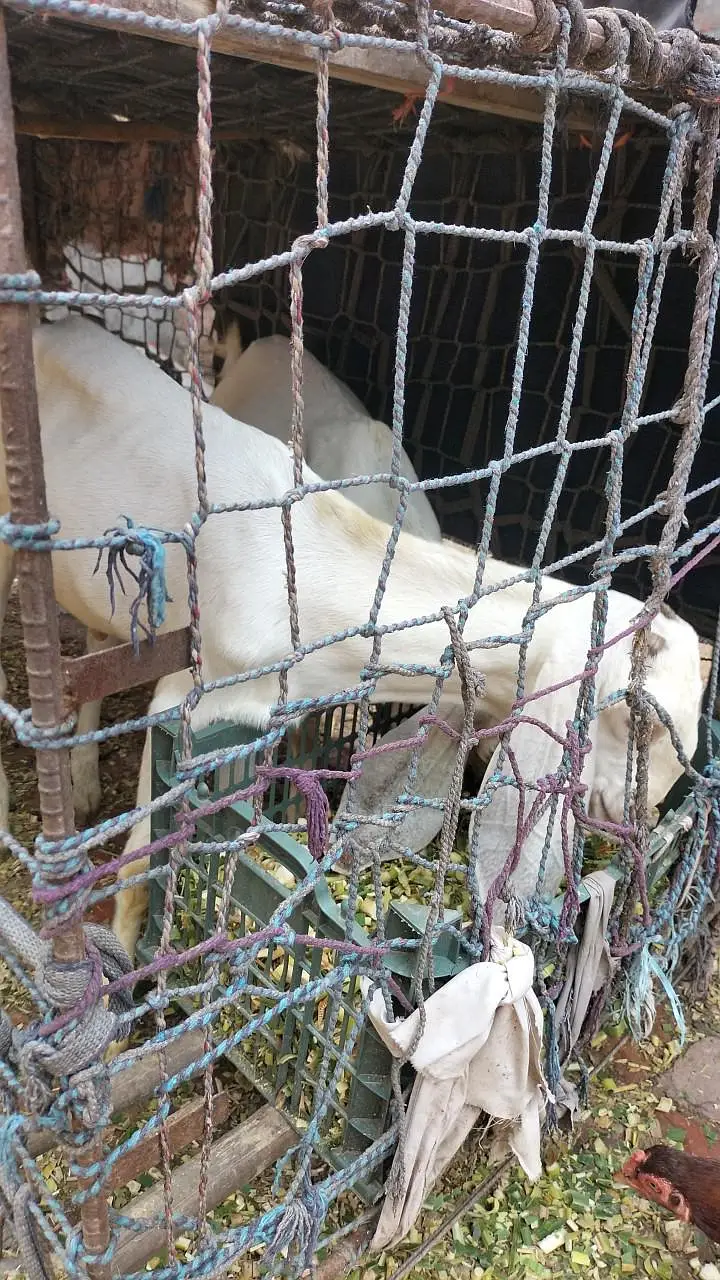 4 Rajanpori Goats (2 Female with 2 babies) — photo 3