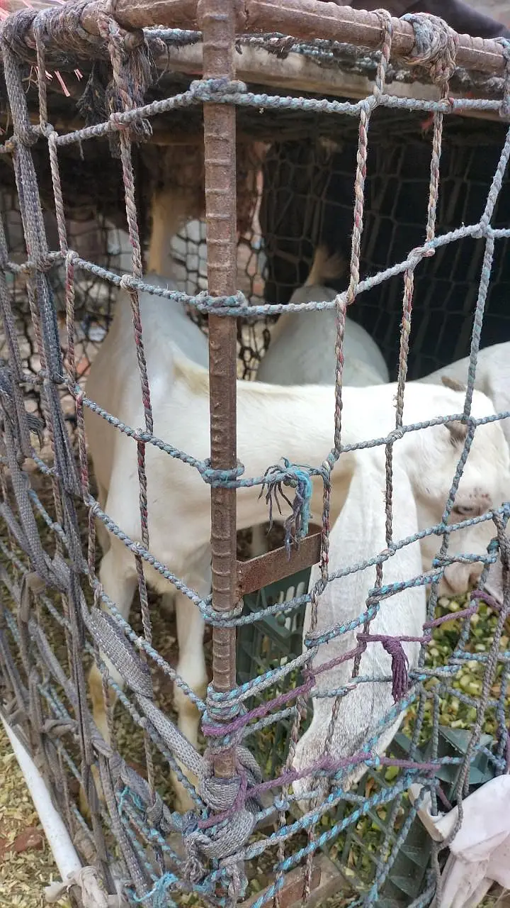 4 Rajanpori Goats (2 Female with 2 babies) — photo 4