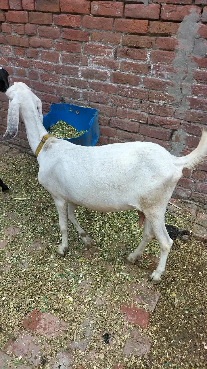 4 Rajanpori Goats (2 Female with 2 babies) — photo 5