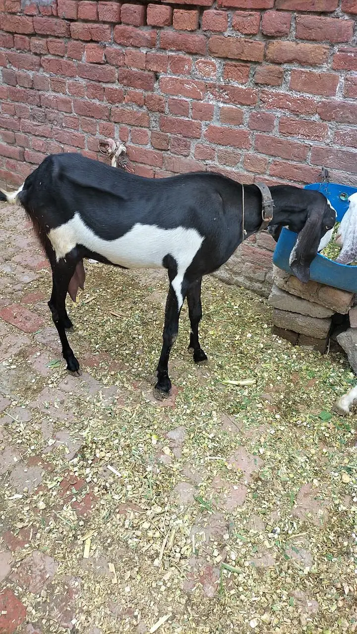 4 Rajanpori Goats (2 Female with 2 babies) — photo 6
