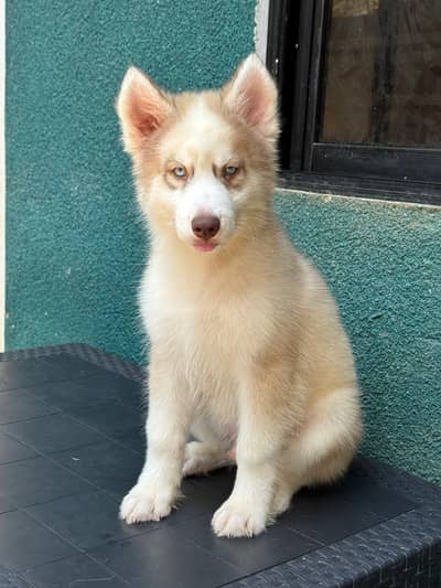 Siberian husky puppies dog for sale. ,,,,,,