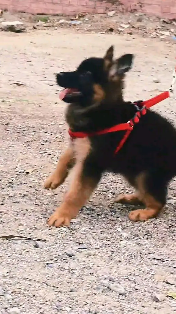 German shepherd puppies contact WhatsApmy WhatsAp 03437993715 — photo 2