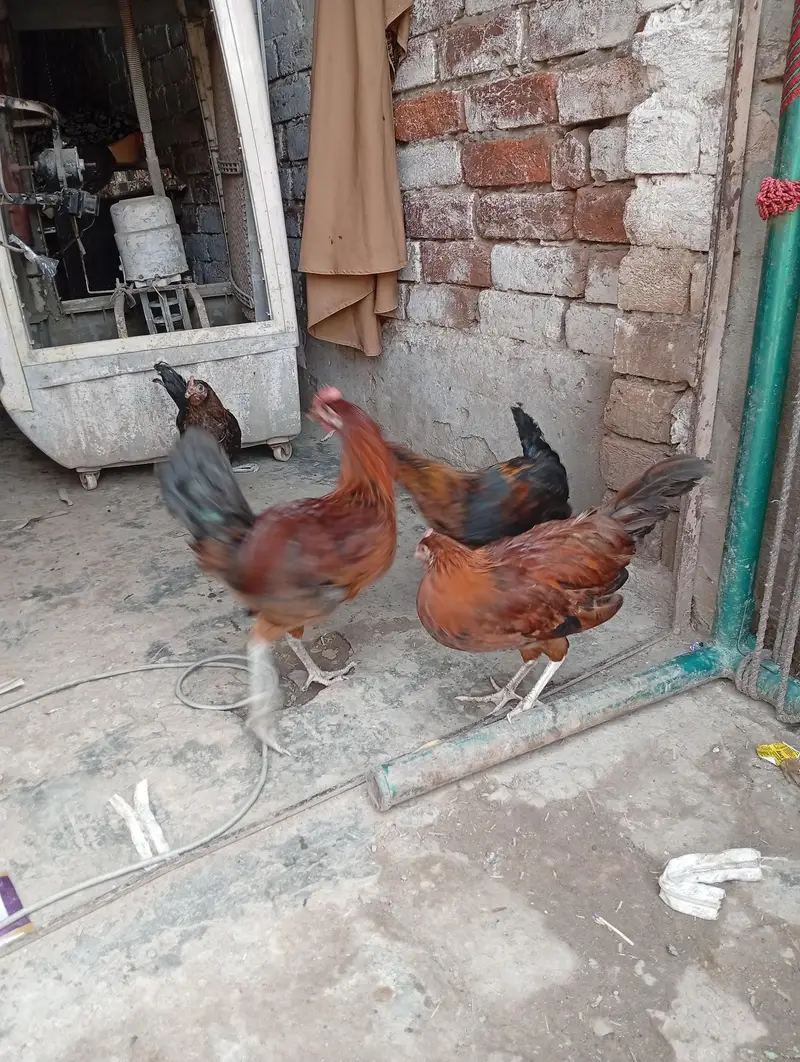 golden misri — photo 2