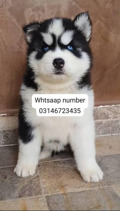 Siberian husky fore sale