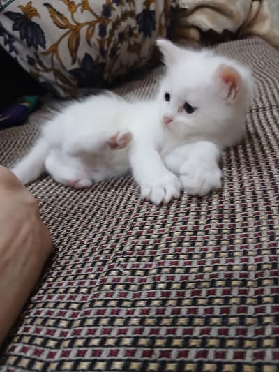 cat pet