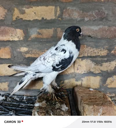 Gubara female
