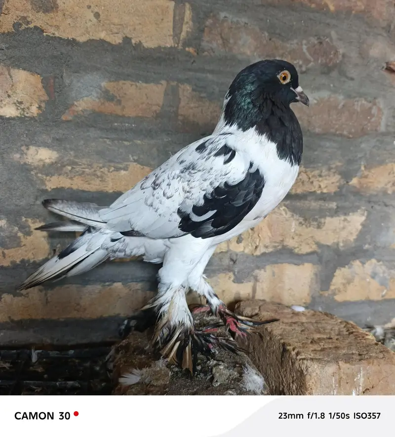 Gubara female — photo 2