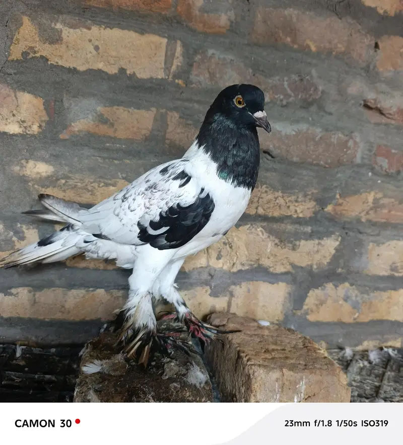 Gubara female — photo 3