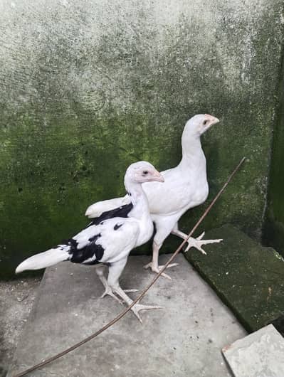 Heera aseel quality pair chicks for sale