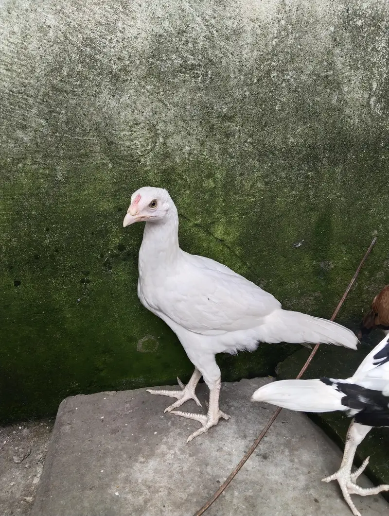 Heera aseel quality pair chicks for sale — photo 2