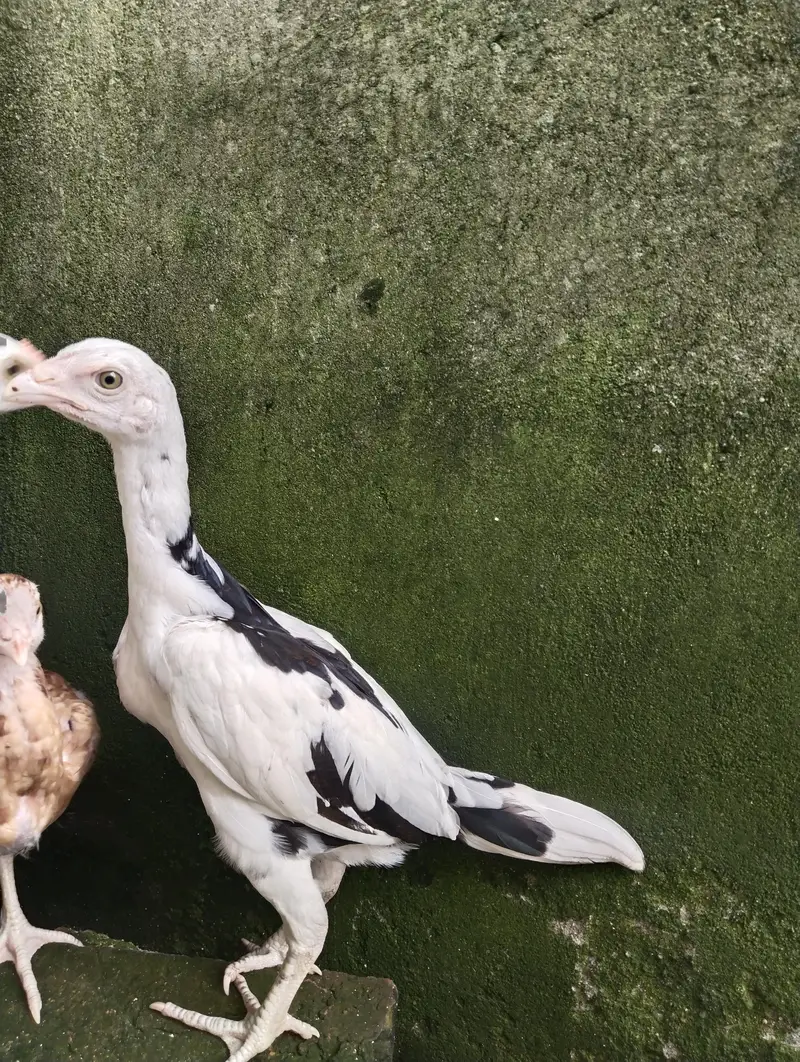 Heera aseel quality pair chicks for sale — photo 3