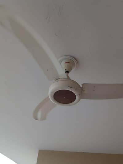 Royal Fan Ceiling Fan
