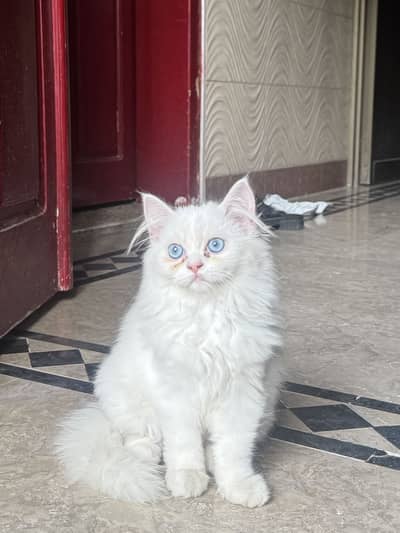 Persian kitten 3 month age litter trained
