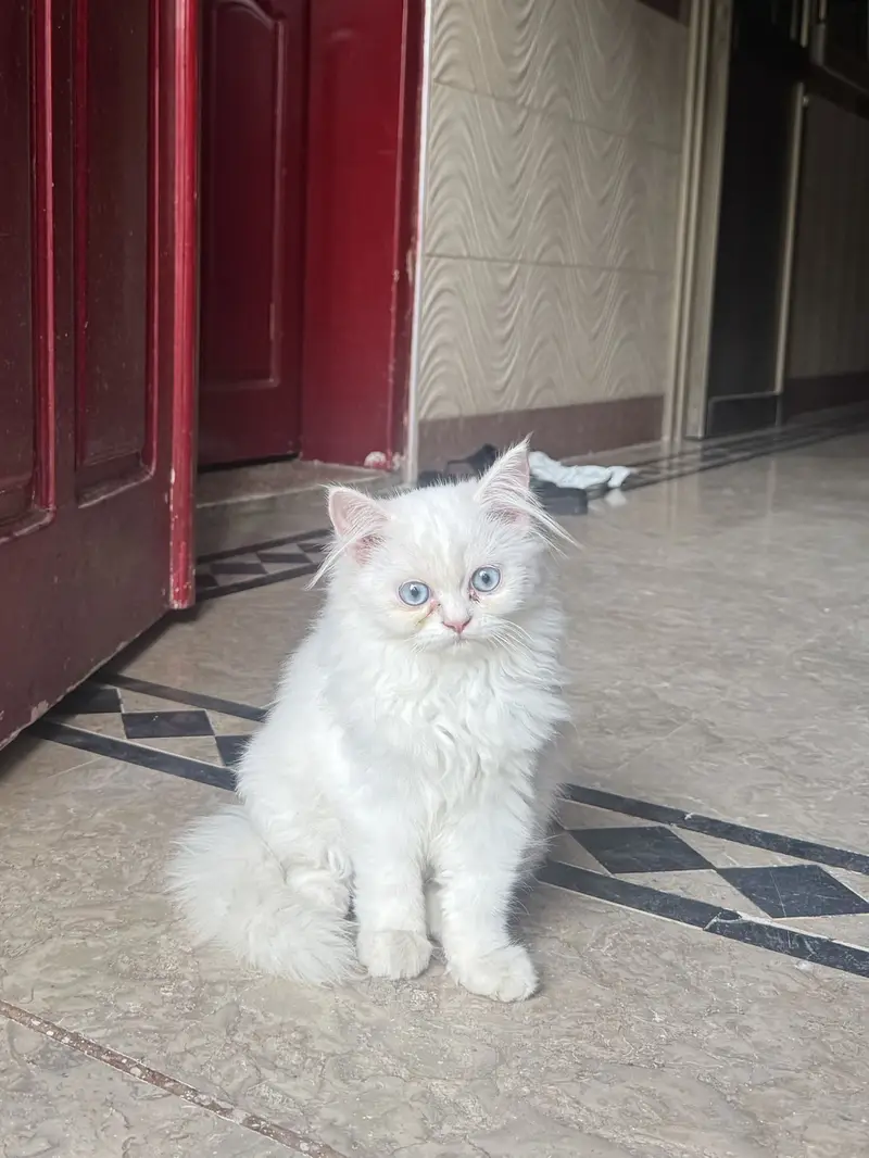 Persian kitten 3 month age litter trained — photo 2