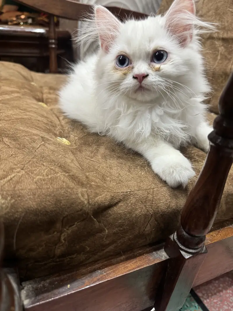 Persian kitten 3 month age litter trained — photo 3