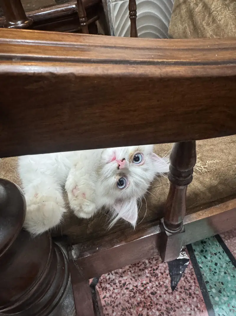 Persian kitten 3 month age litter trained — photo 4