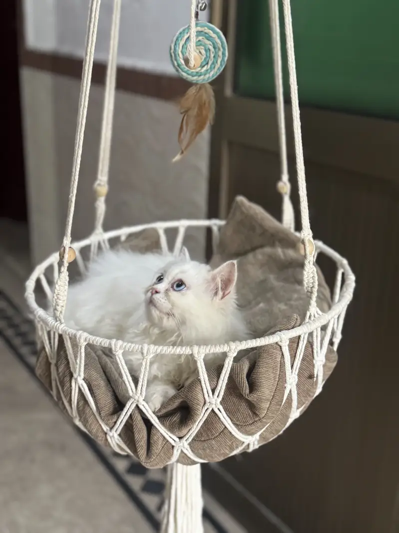 Persian kitten 3 month age litter trained — photo 5