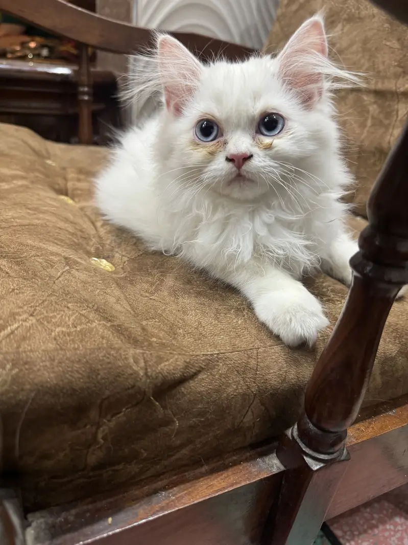 Persian kitten 3 month age litter trained — photo 6