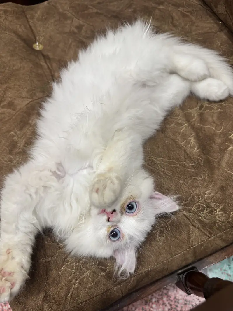 Persian kitten 3 month age litter trained — photo 7