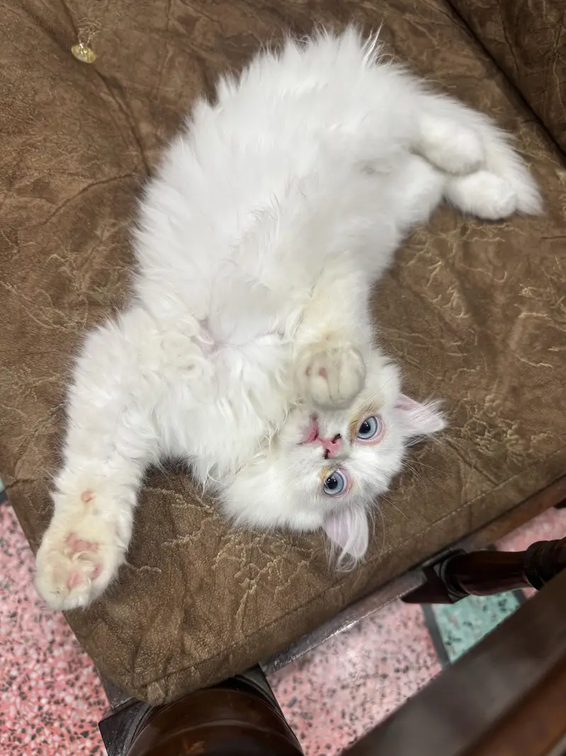Persian kitten 3 month age litter trained — photo 8