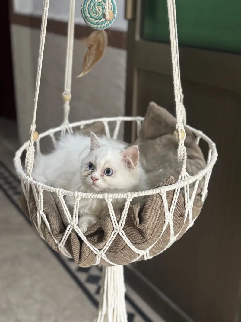 Persian kitten 3 month age litter trained — photo 9
