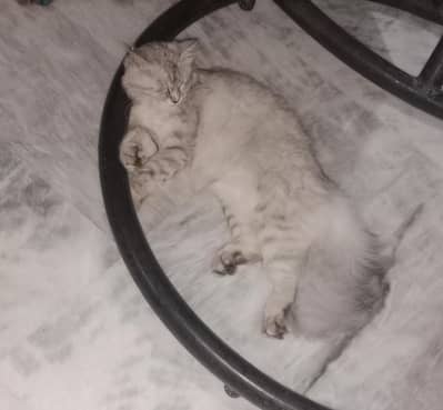 a cat for sell