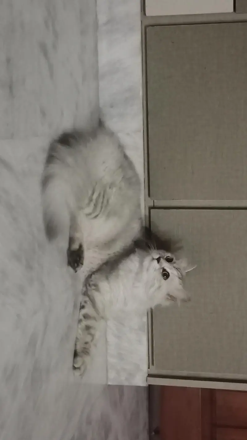 a cat for sell — photo 2