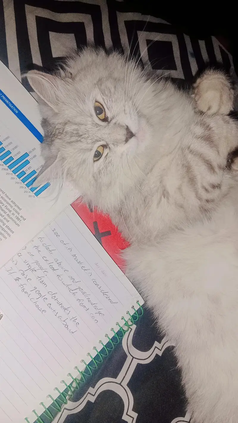 a cat for sell — photo 3
