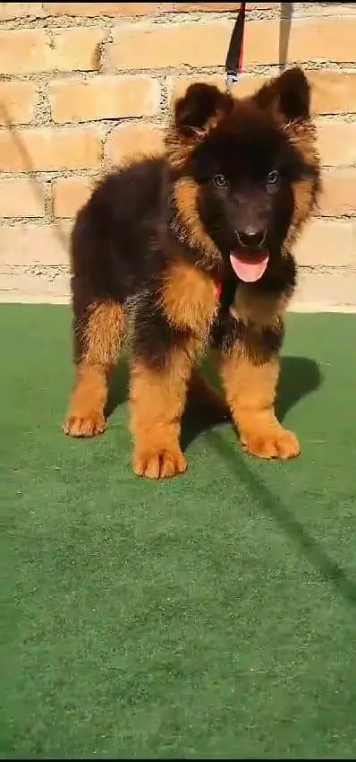 German shepherd puppies contact WhatsApmy WhatsAp 03437993715 — photo 2