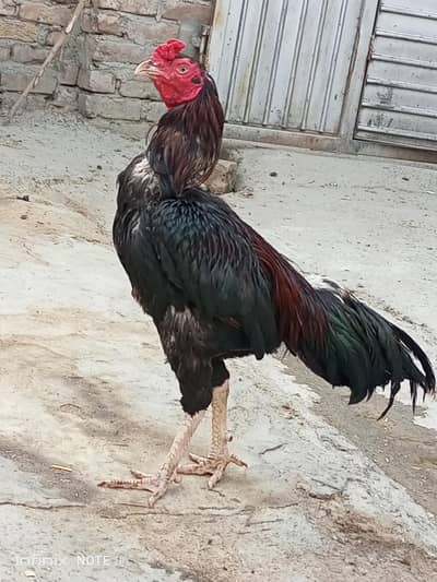 Aseel quality breeder one eye