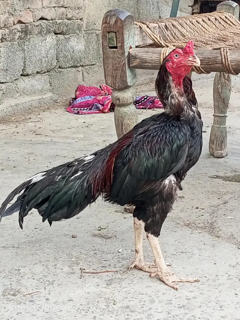 Aseel quality breeder one eye — photo 2