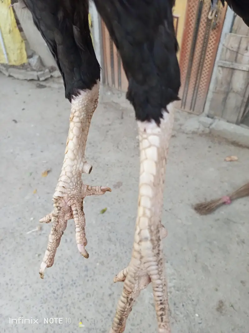 Aseel quality breeder one eye — photo 3