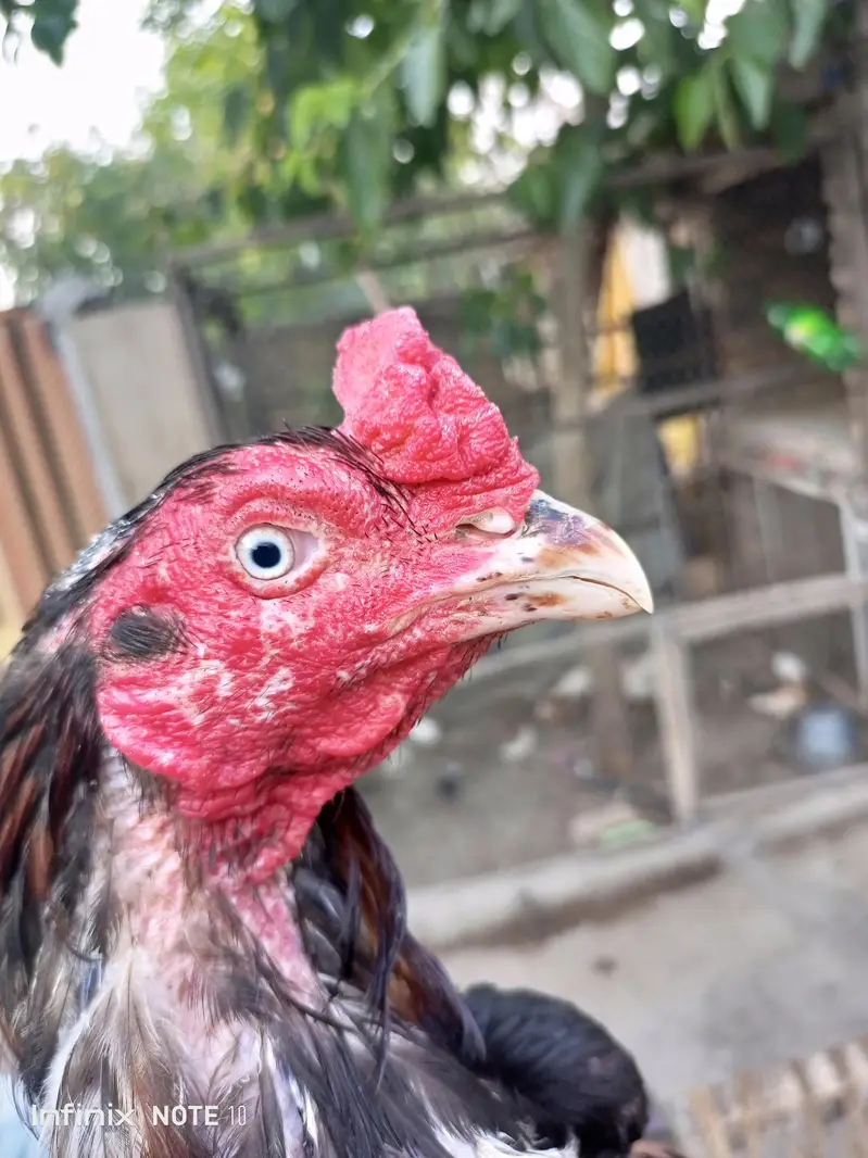 Aseel quality breeder one eye — photo 4