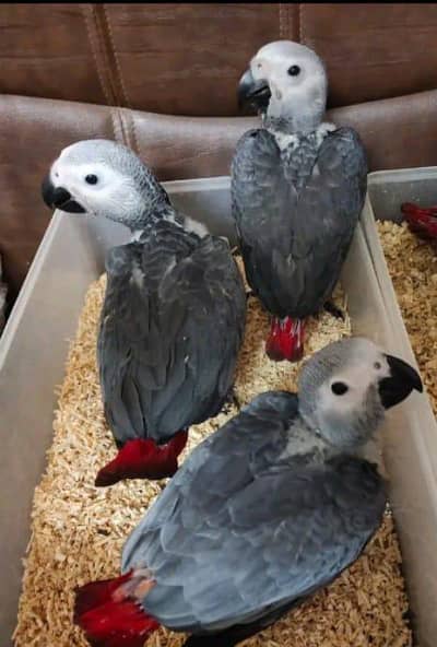 African grey parrot chicks for sale 0370/7110/419