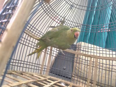 green parrot
