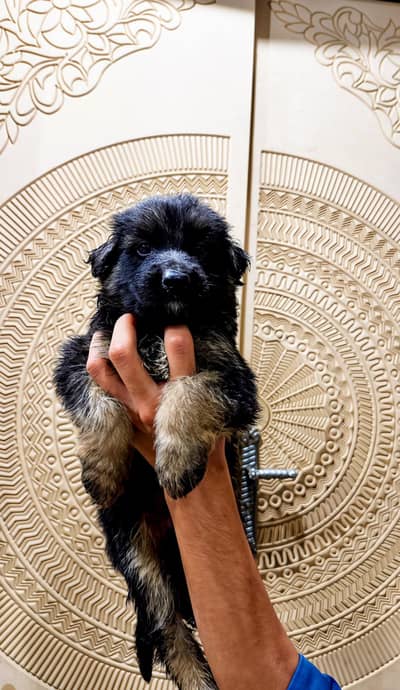 German shepherd