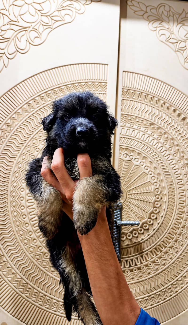German shepherd 0