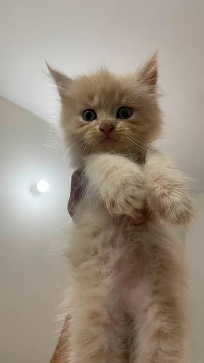 kittens for sell male