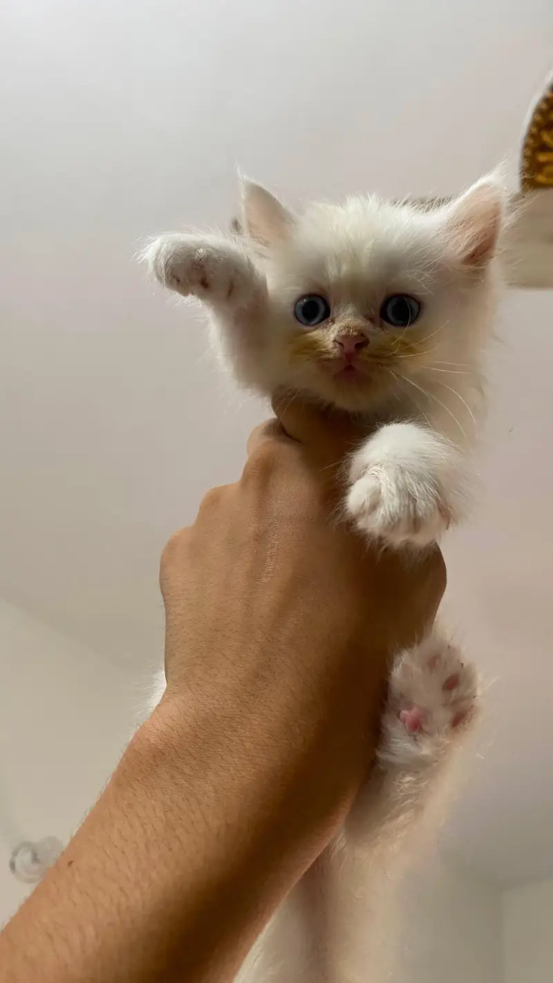 KITTENS for sell — photo 2