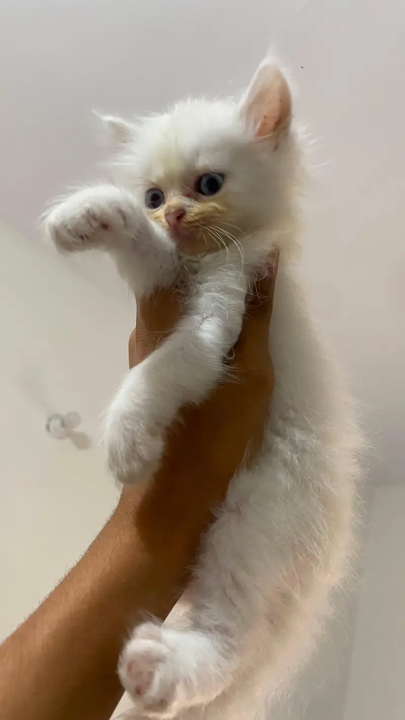 KITTENS for sell — photo 3