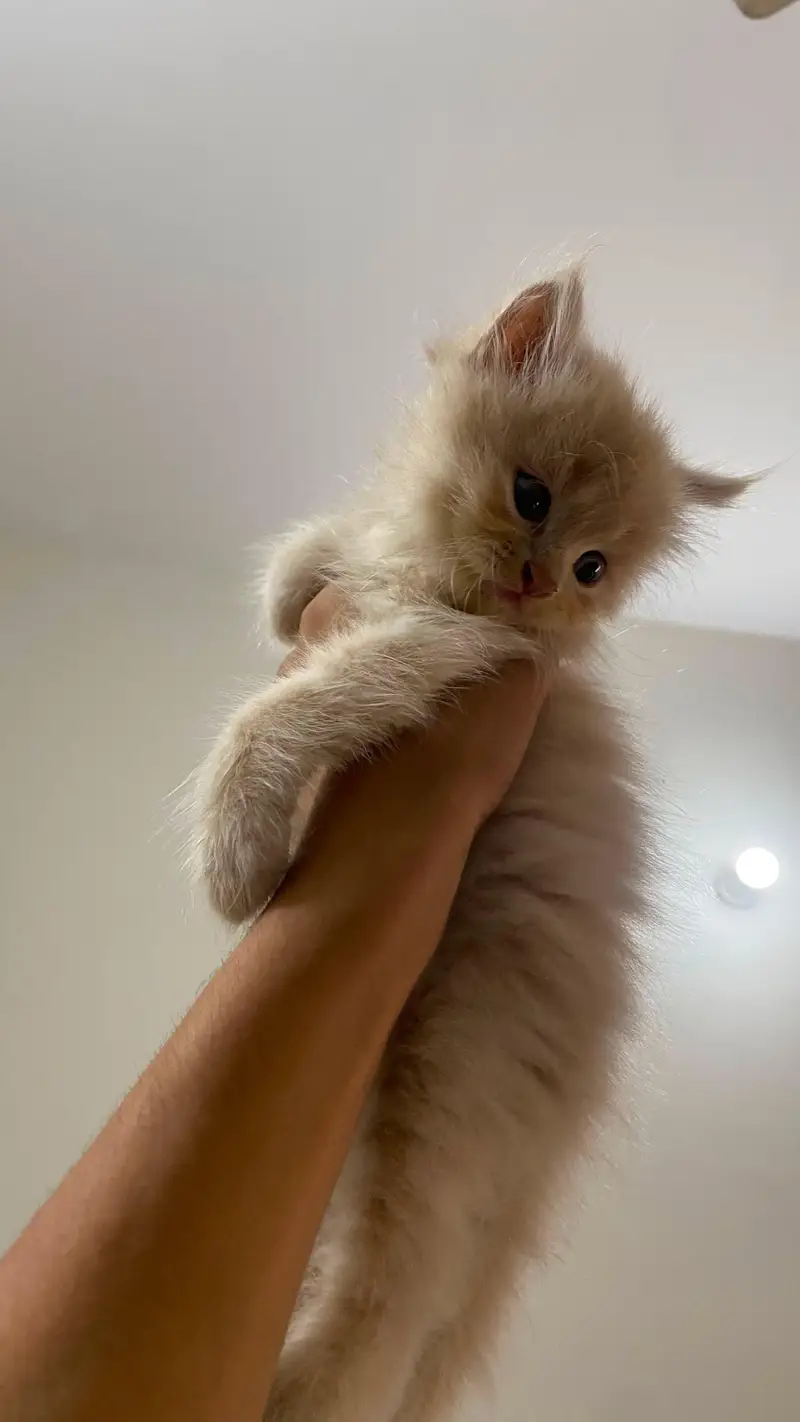 KITTENS for sell — photo 4