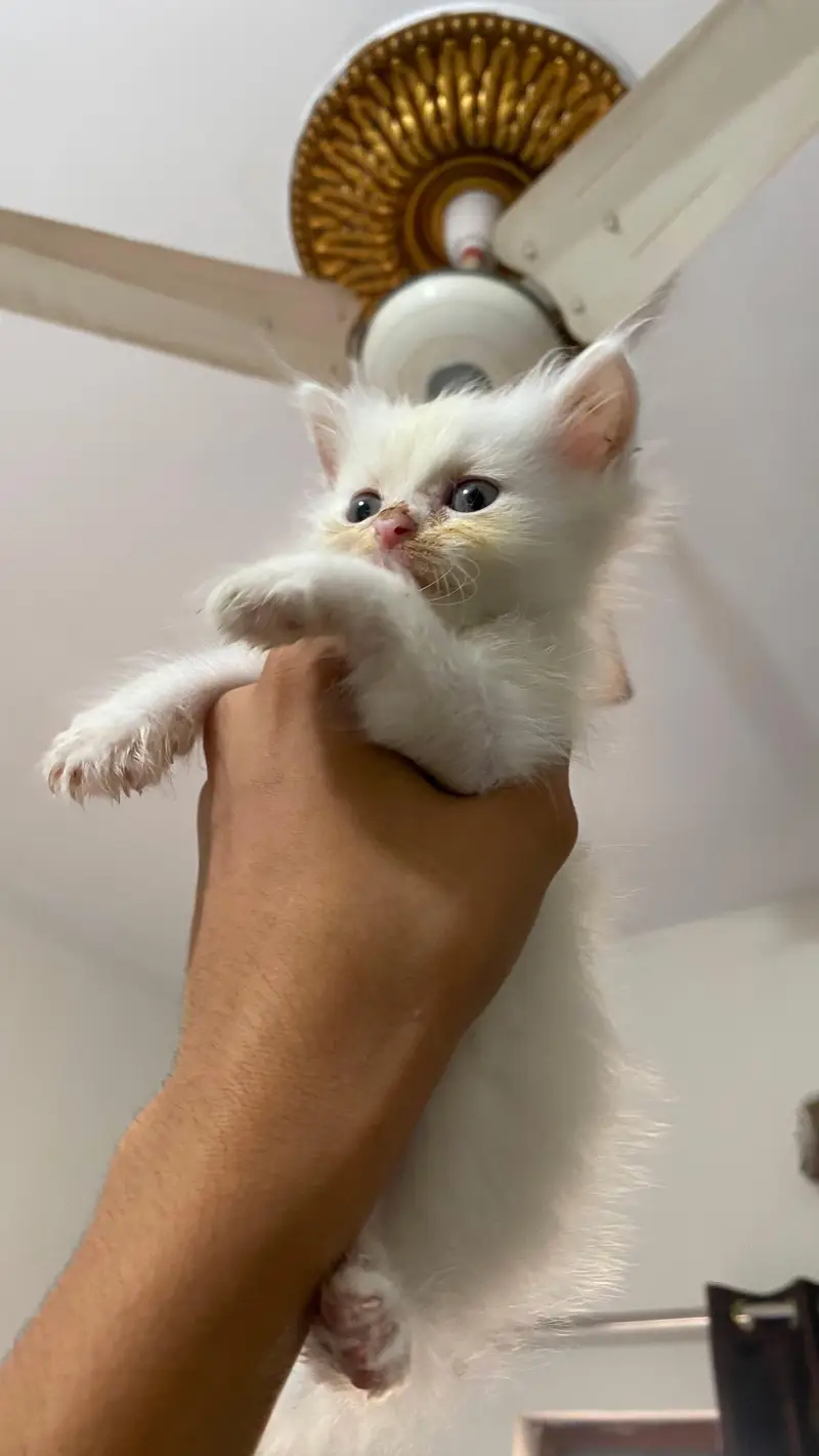 KITTENS for sell — photo 5