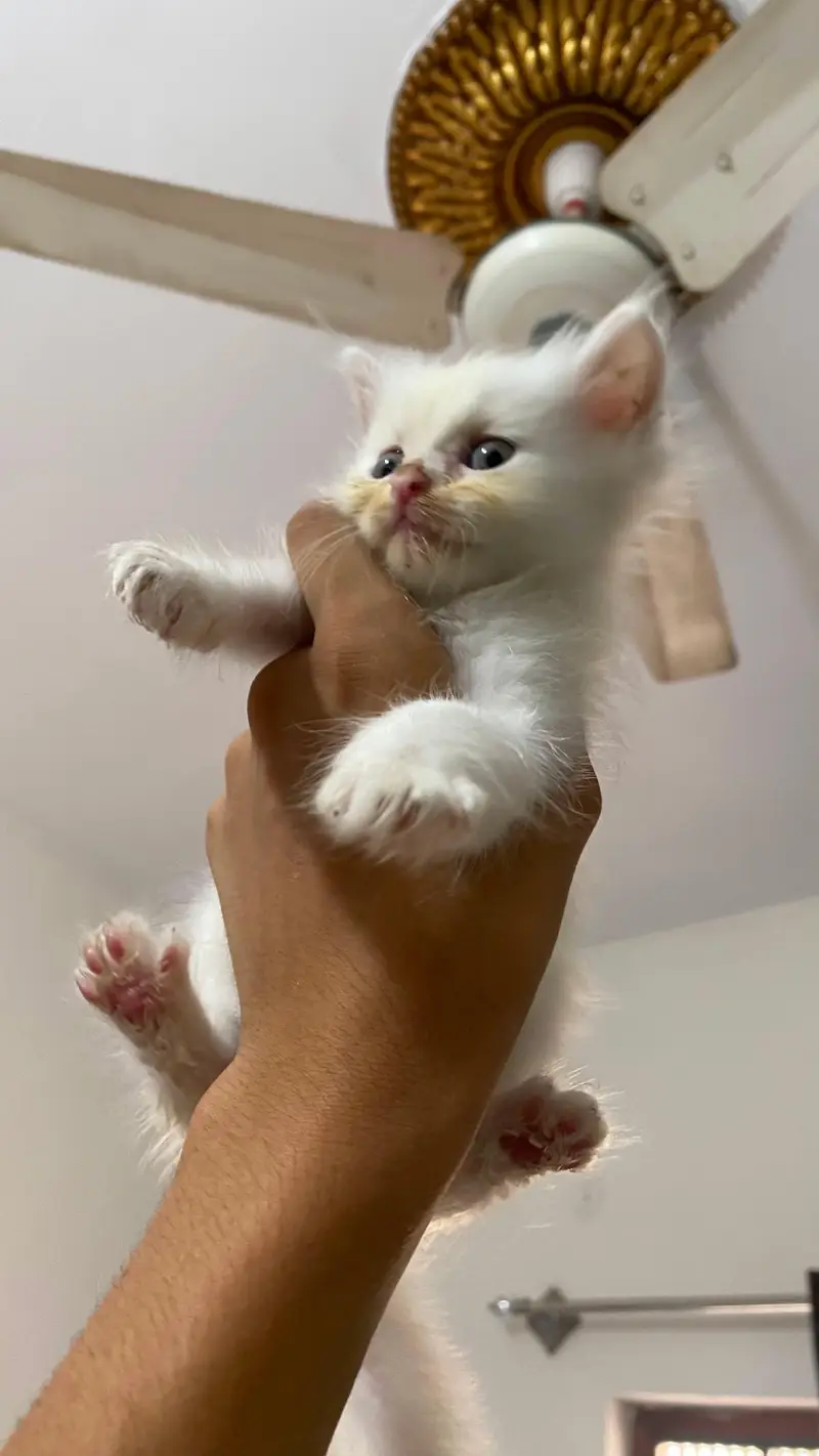 KITTENS for sell — photo 6