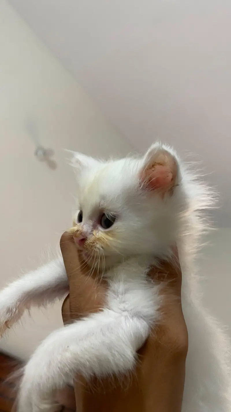 KITTENS for sell — photo 7