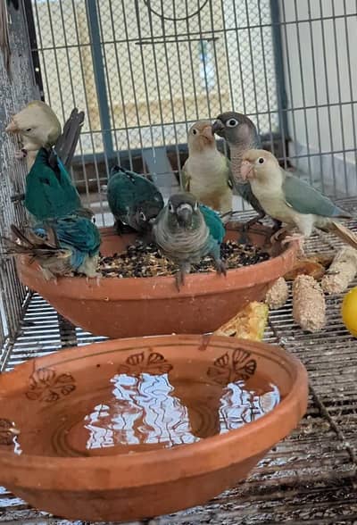 Turquoise Conure Pairs and Breeder Male
