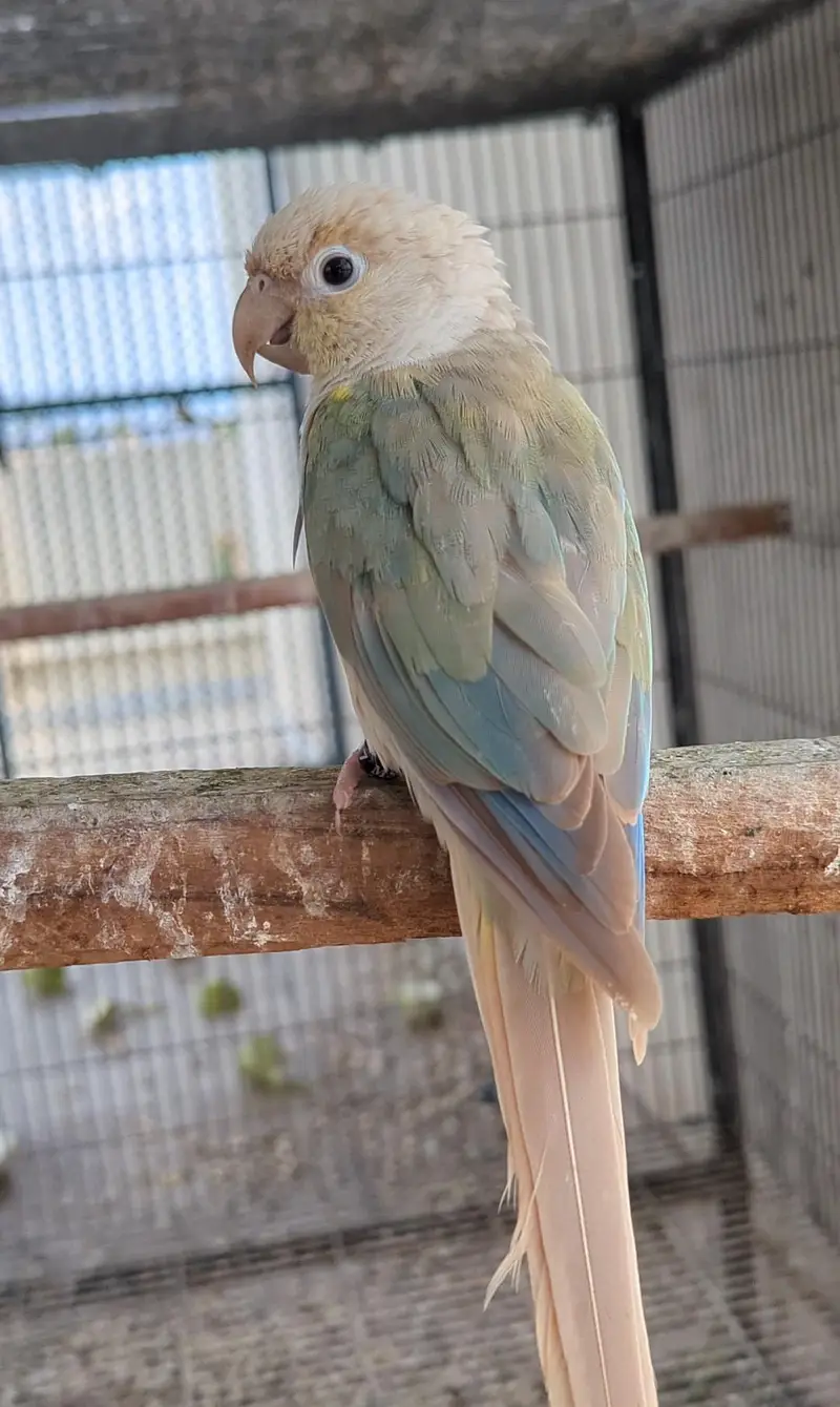 Turquoise Conure Pairs and Breeder Male — photo 2