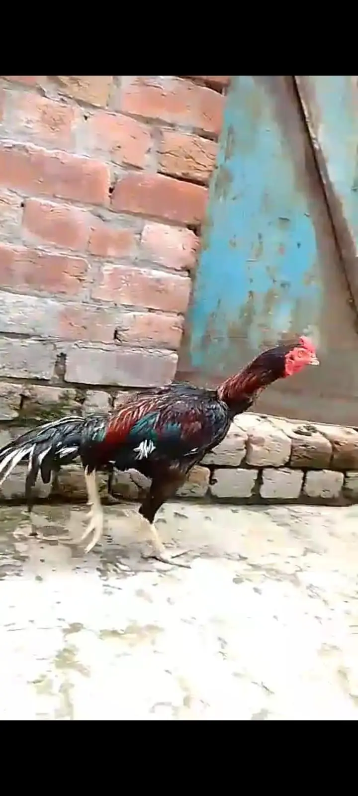 Aseel patha or murga — photo 6
