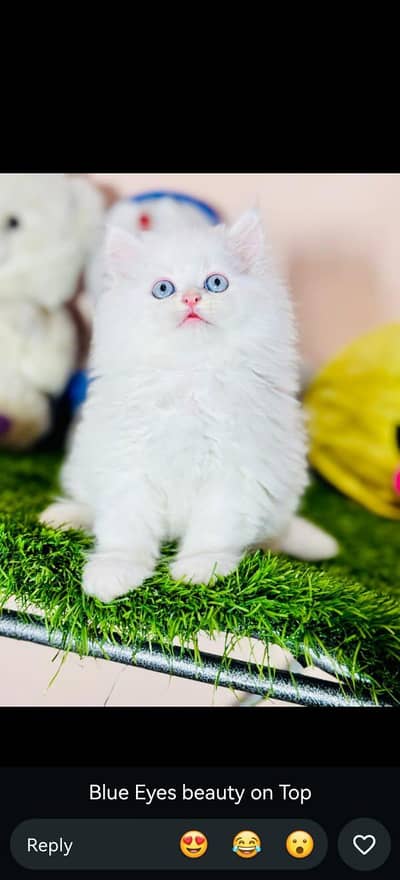 tripel coat Persian male for sale 03439498894